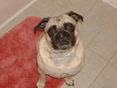 Dog looking at camera